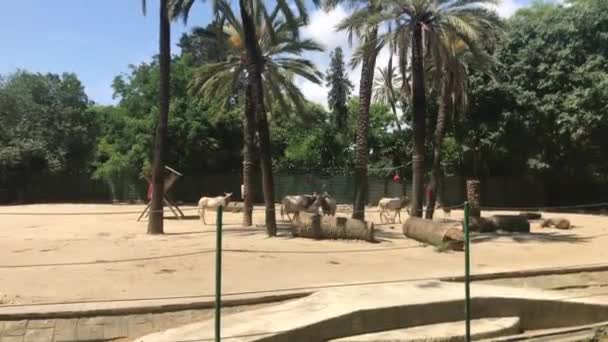 Barcelone, Espagne, Un groupe de palmiers — Video