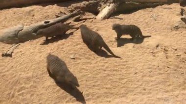 Barselona, İspanya, Kumda duran bir kuş