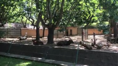 Barselona, İspanya Büyük bir ağaç