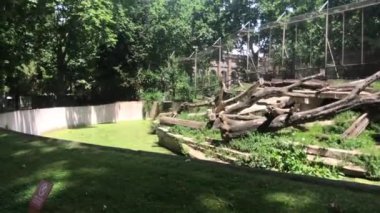 Barselona, İspanya, Çimenli bir alanda bir ağaç
