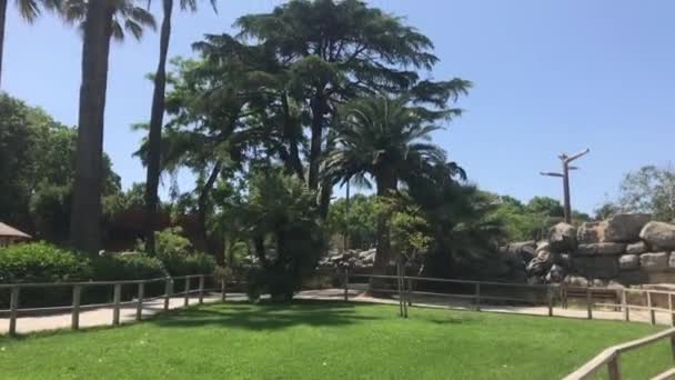 Barcelone, Espagne, Une grande pelouse devant un arbre — Video