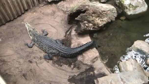 Barcelone, Espagne, Un lézard sur un rocher