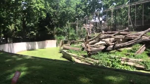 Barcelona, España, Un árbol en una zona cubierta de hierba — Vídeos de Stock