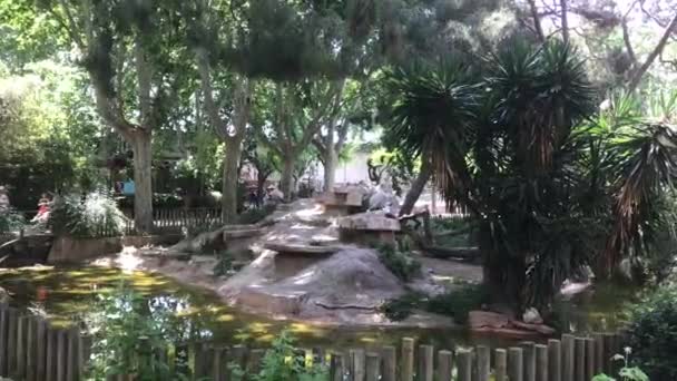 Барселона, Испания, группа пальм рядом с деревом — стоковое видео