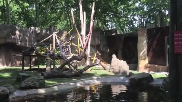 Barcelona, Spanien, Eine Giraffe frisst Blätter von einem Baum — Stockvideo