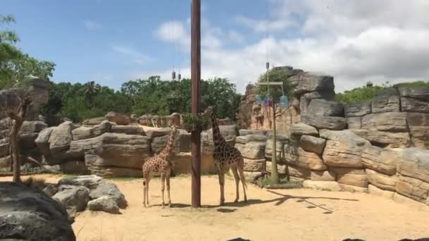 Barcelone, Espagne, Un groupe de girafes debout à côté d'une paroi rocheuse — Video