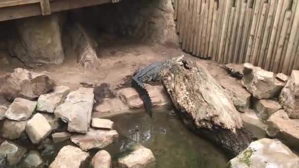 Barcelona, Hiszpania, Duża skała w ogrodzie zoologicznym — Wideo stockowe