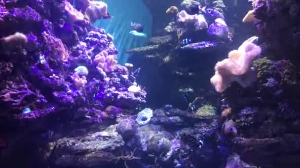 Barcelona, Spanje, Onderwater zicht op een koraal — Stockvideo