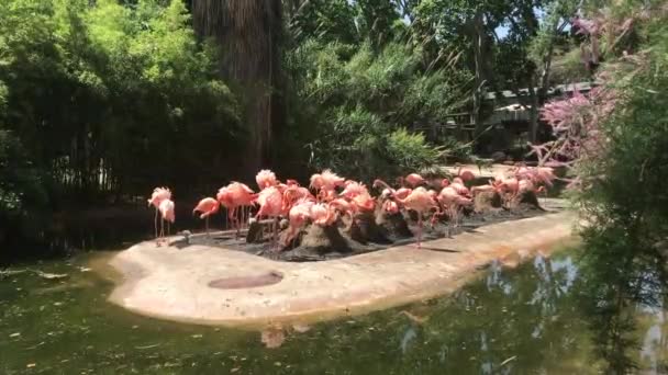 Barcelone, Espagne, un groupe d'oiseaux debout derrière la rivière