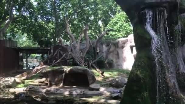 Barcelona, Spanien, Nahaufnahme eines Felsens neben einem Baum — Stockvideo