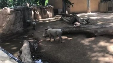 Barselona, İspanya, Kayanın üzerinde oturan bir kedi