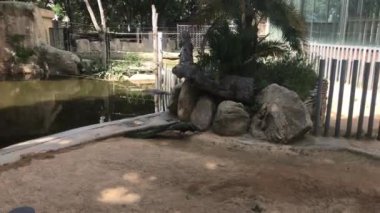 Barselona, İspanya Hayvanat bahçesindeki bir ağaç