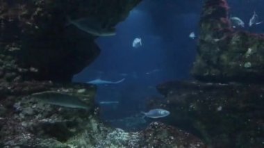 Barselona, İspanya, Suyun altında yüzen bir balık
