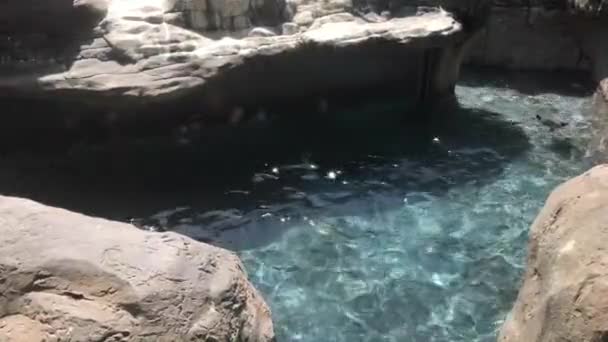Barcelona, España, Un oso polar de pie sobre una roca — Vídeos de Stock