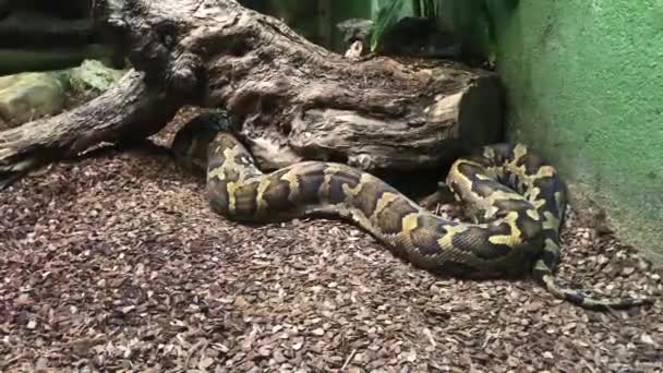 Barcelona, España, Una serpiente sobre una roca — Vídeos de Stock