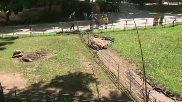 Barcelona, España, 20 de junio de 2019: Una jirafa en una zona vallada — Vídeos de Stock
