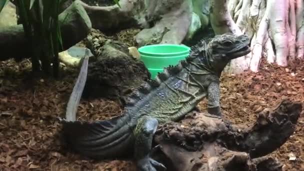 Barcelona, Spanien, Nahaufnahme eines Reptils — Stockvideo