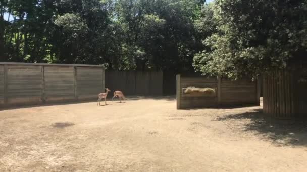 Barcelona, Spain, A giraffe in a zoo enclosure — Stock Video