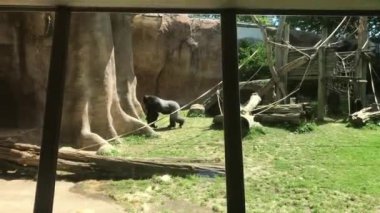 Barselona, İspanya, Çimlerin üzerinde duran bir kedi