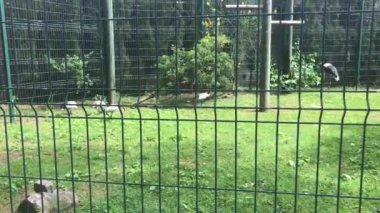 Barselona, İspanya, bir grup koyun çitle çevrili bölgede.