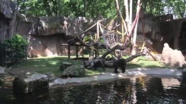Barselona, İspanya, hayvanat bahçesindeki bir panda