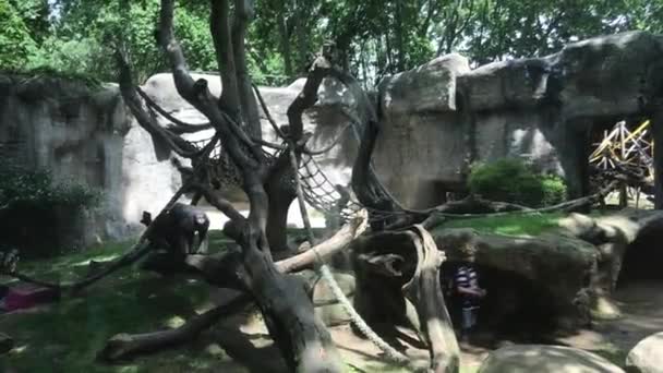 Barcelona, Spain, A close up of a tree — Stock Video