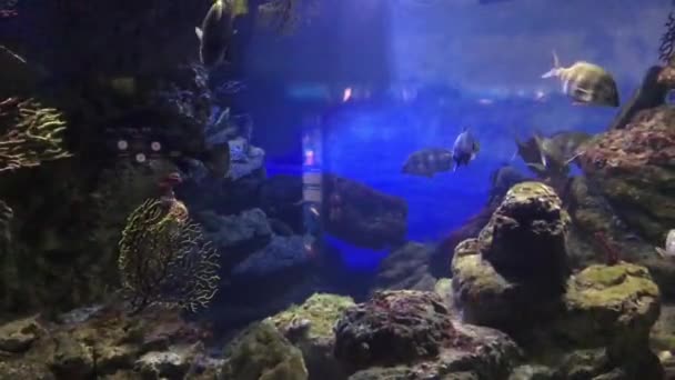 Barcelona, España, Vista submarina de una gran roca — Vídeos de Stock