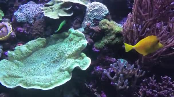 Barcelona, Spanje, vissen zwemmen tussen de koralen — Stockvideo