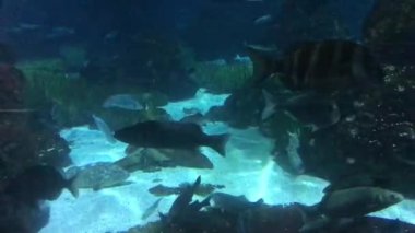 Barselona, İspanya, Büyük bir su havuzu