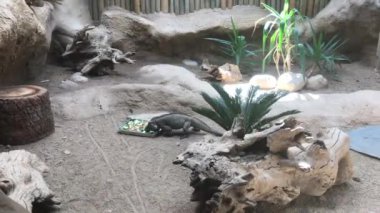 Barselona, İspanya, Kayanın üzerinde yatan bir ayı