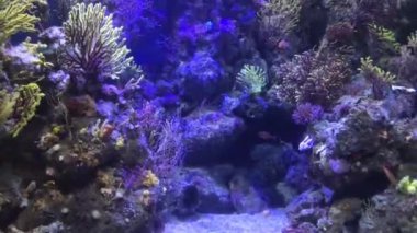 Barselona, İspanya, Çiçek bahçesine yakın çekim