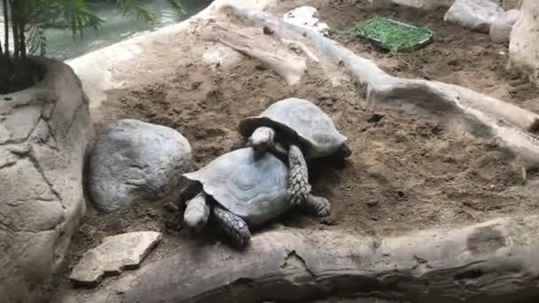 Barcelona, Spain, A turtle standing on a rock — Stock Video