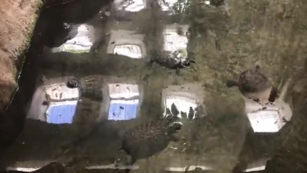 Barcelona, Spanien, Reptil am Boden des Reservoirs — Stockvideo