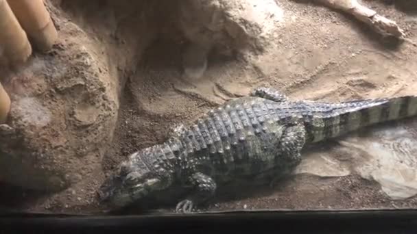 Barcelona, Spanien, En reptil på en klippa — Stockvideo