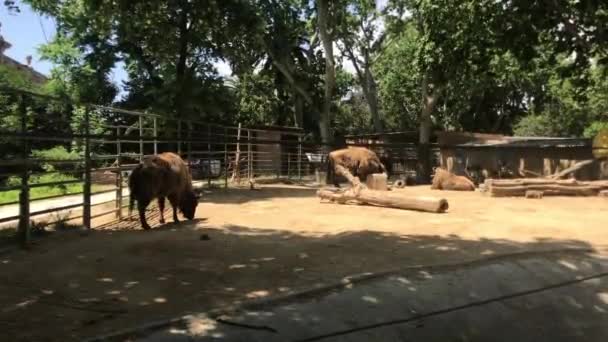 Barcelona, Spanien, En ko som står i en djurpark — Stockvideo