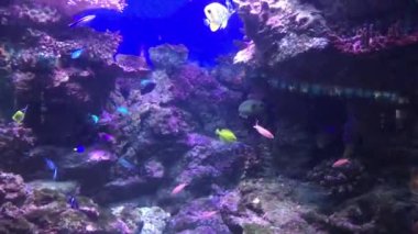 Barselona, İspanya, Bir yüzme havuzu sualtı manzarası