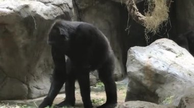 Barselona, İspanya, Kayanın üzerinde duran bir hayvan