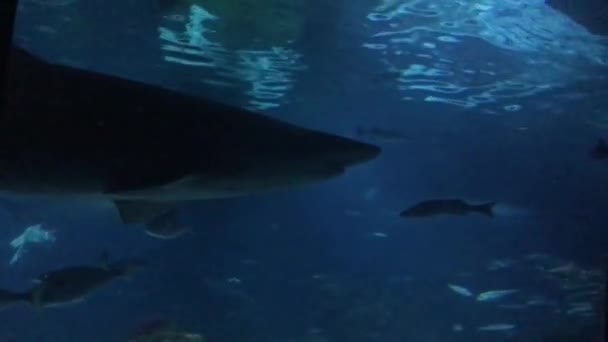 Barcelona, Spanje, Een vis die onder water zwemt — Stockvideo
