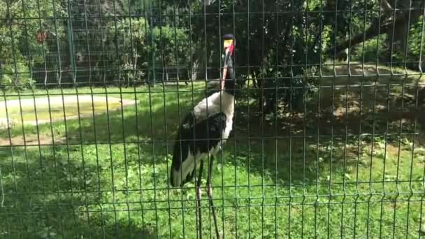 Barcelona, Hiszpania, Ptak stojący na ogrodzeniu z drutu — Wideo stockowe