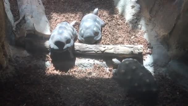 Barcelona, España, Las tortugas duermen entre las rocas — Vídeo de stock