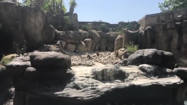 西班牙巴塞罗那，一个巨大的岩石在动物园的围栏里 — 图库视频影像