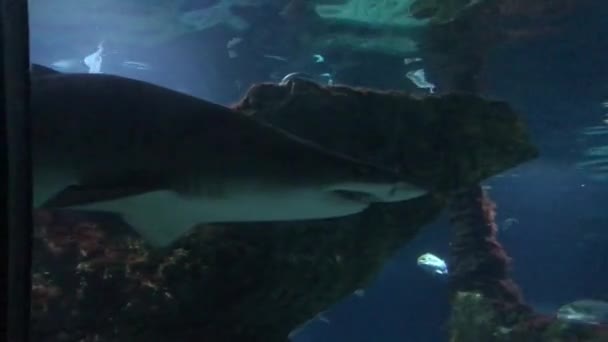 西班牙巴塞罗那，一条鱼在水下游动 — 图库视频影像