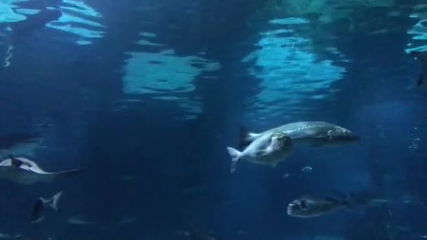 Βαρκελώνη, Ισπανία, Ένα ψάρι που κολυμπά κάτω από το νερό — Αρχείο Βίντεο