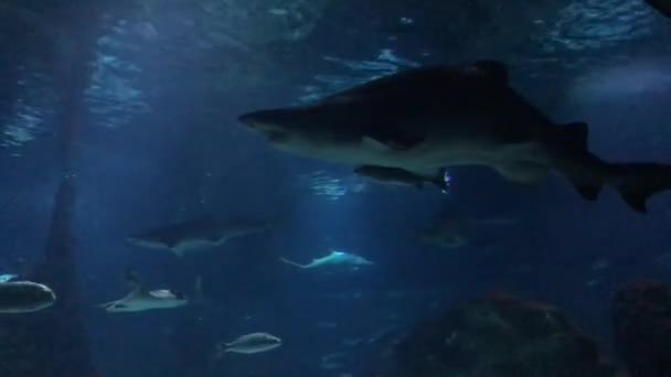 Barcelona, España, Un pez nadando bajo el agua — Vídeo de stock