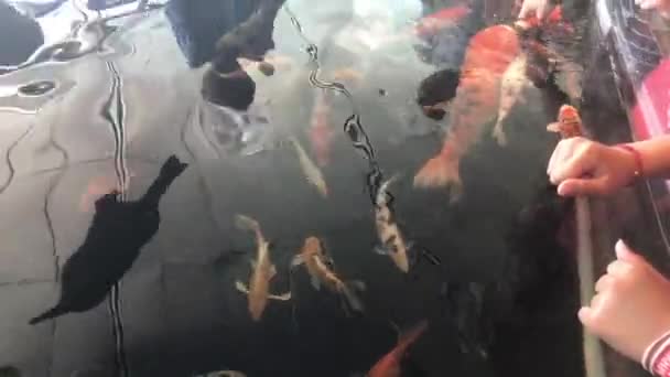 Barcelona, España, alimentando a los peces con las manos — Vídeo de stock