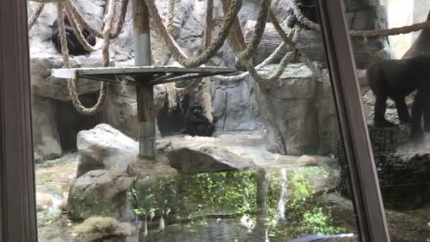 バルセロナ,スペイン,動物園の囲いの猿 — ストック動画