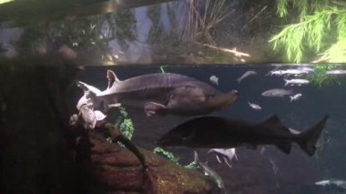 Barselona, İspanya, Bir sürüngene yakın çekim