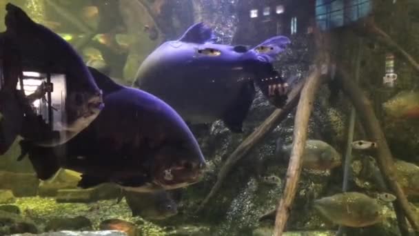 バルセロナ,スペイン,魚は水族館で泳ぐ — ストック動画