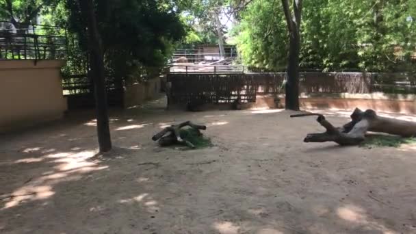 Barcelona, Spanje, Een hond die op een bankje in het park slaapt — Stockvideo