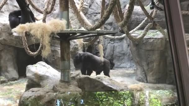 Barcelona, Španělsko, A bear in a zoo enclosure — Stock video